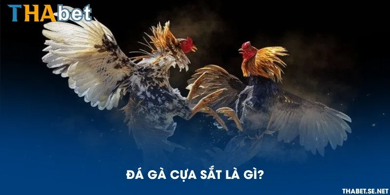 Đá gà cựa sắt là gì?